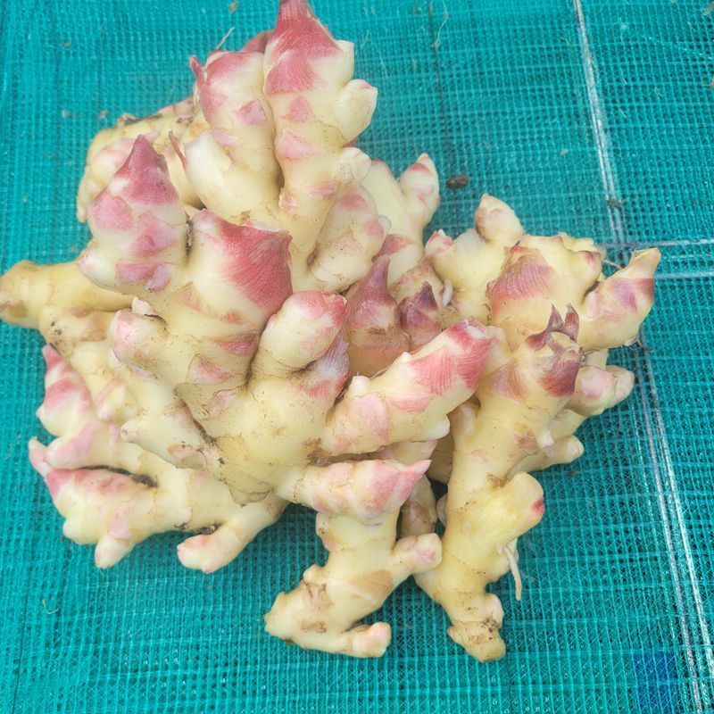 김선순(공룡자색마)님의 장터 판매 상품 [생강1kg 10000] 첨부 사진