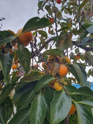 김영복님의 자유주제 · 자유게시판 작성글 사진