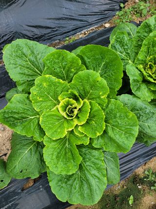 진해풍호동텃밭님의 자유주제 · 사진전 작성글 사진