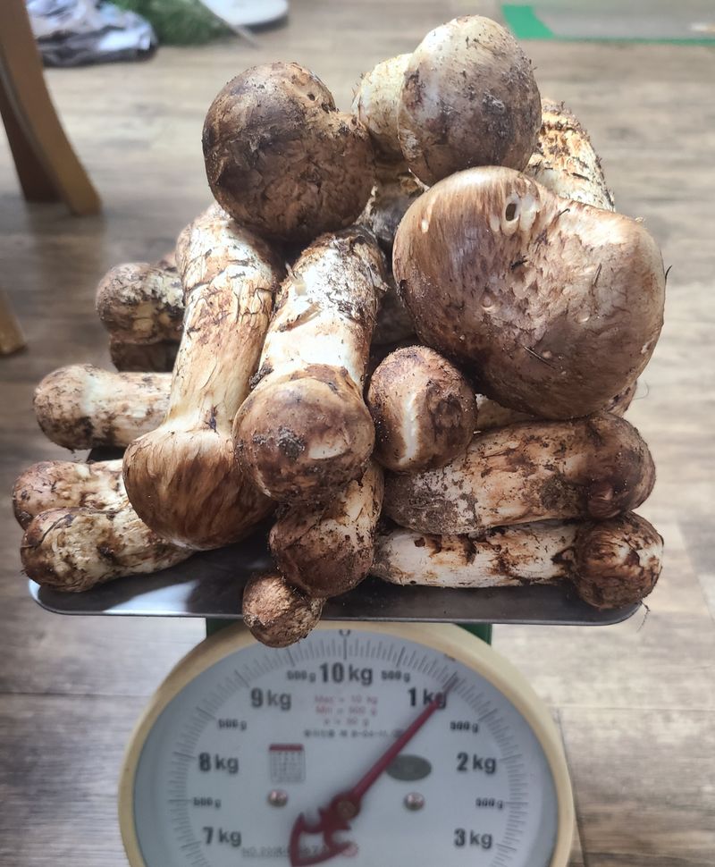 전재문님의 장터 판매 상품 [송이 1kg] 첨부 사진