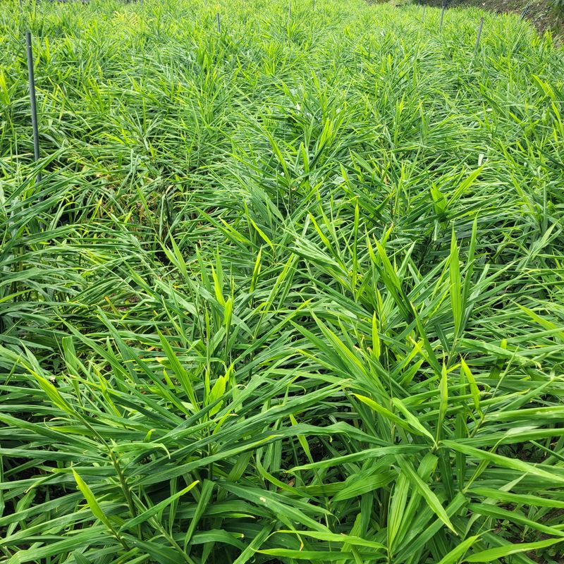 김선순(공룡자색마)님의 장터 판매 상품 [생강1kg 10000] 첨부 사진