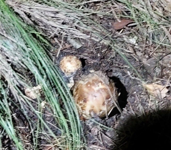 전재문님의 장터 판매 상품 [송이 1kg] 첨부 사진