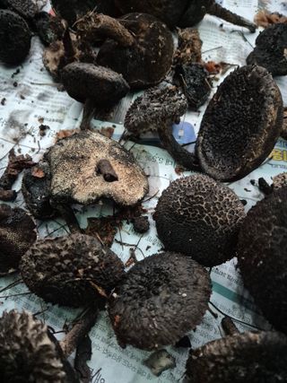 자연치유님의 자유주제 · 자유게시판 작성글 사진