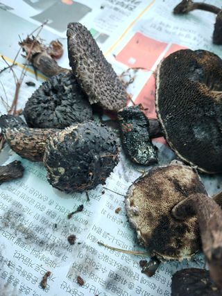 자연치유님의 자유주제 · 자유게시판 작성글 사진