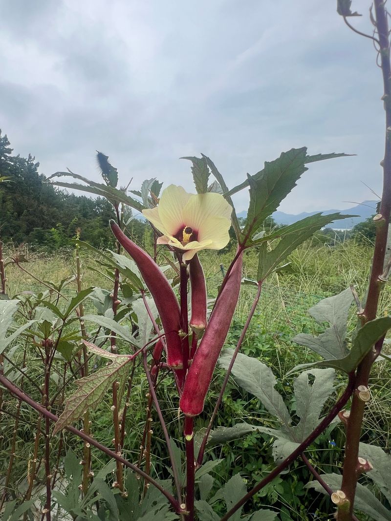 김선오님의 장터 판매 상품 [붉은 적오크라 2팩] 첨부 사진