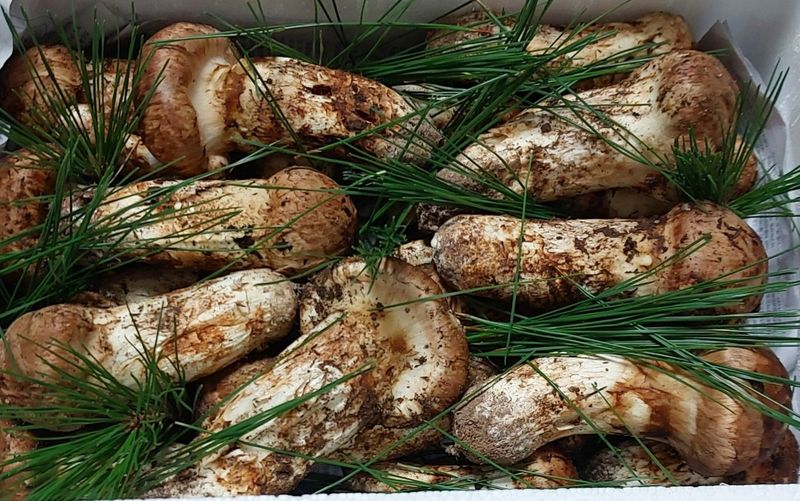 장터 상품 [송이 1kg] 썸네일