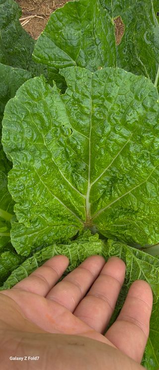 김연철님의 농사, 무엇이든 물어보세요! · 참여글 작성글 사진