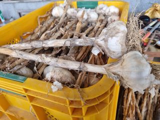 안평식님의 자유주제 · 자유게시판 작성글 사진