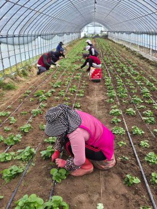 병풍취산채농원님의 자유주제 · 자유게시판 작성글 사진