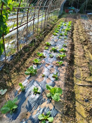 박원옥님의 자유주제 · 자유게시판 작성글 사진