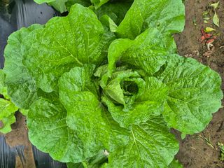 김상진님의 자유주제 · 자유게시판 작성글 사진