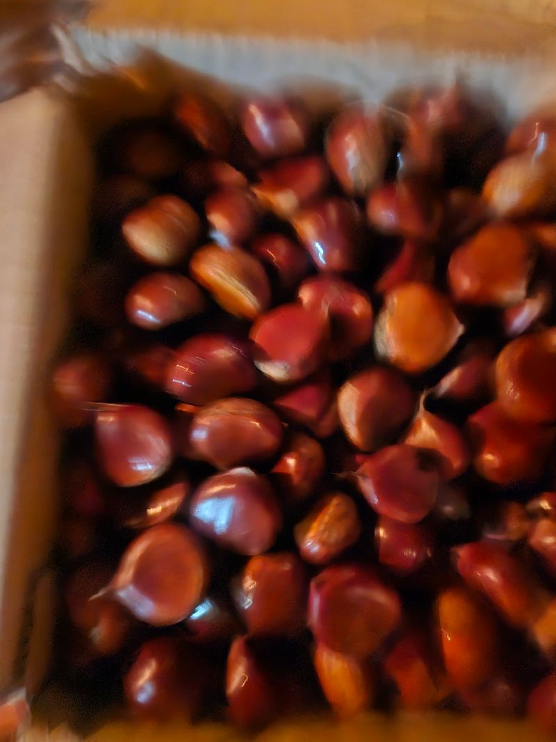 정옥령님의 장터 판매 상품 [햇밤 4kg ] 첨부 사진