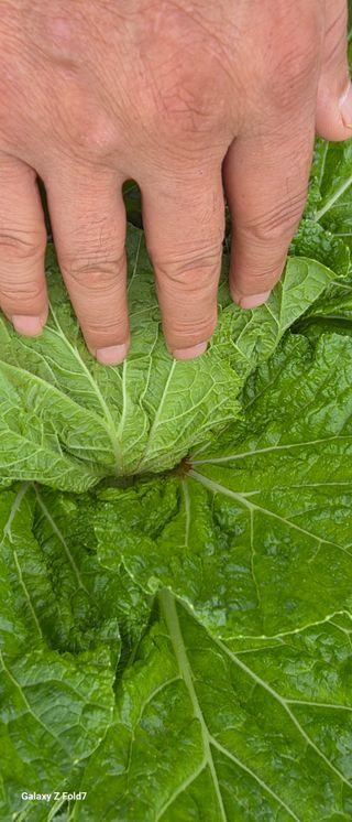 김연철님의 농사, 무엇이든 물어보세요! · 참여글 작성글 사진