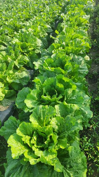 곽재섭님의 자유주제 · 자유게시판 작성글 사진