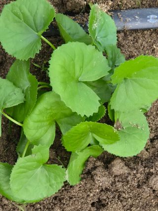 병풍취산채농원님의 자유주제 · 자유게시판 작성글 사진