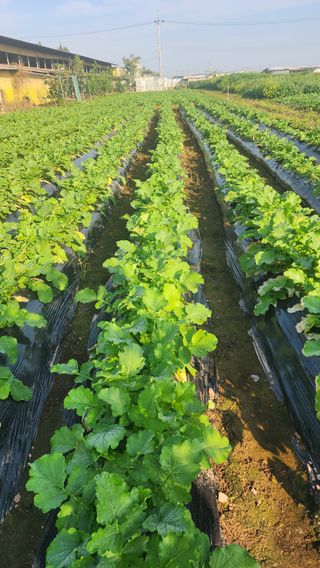 곽재섭님의 자유주제 · 자유게시판 작성글 사진