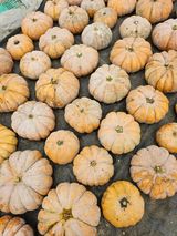 팜모닝 자유주제·자유게시판 게시글 이미지