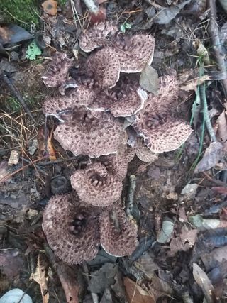 연향님의 자유주제 · 자유게시판 작성글 사진