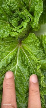 팜모닝 농사, 무엇이든 물어보세요!·참여글 게시글 이미지