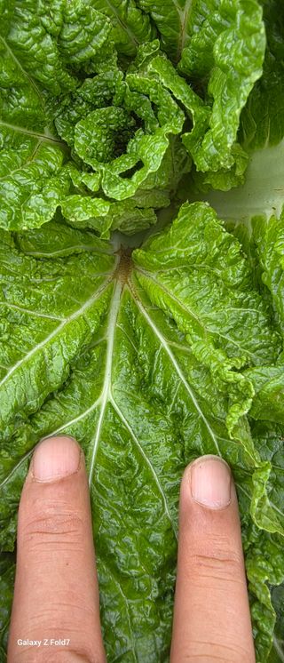 김연철님의 농사, 무엇이든 물어보세요! · 참여글 작성글 사진