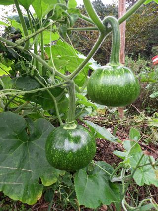 연향님의 자유주제 · 자유게시판 작성글 사진