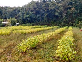 강근희님의 들깨 · 자유게시판 작성글 사진
