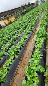 팜모닝 자유주제·자유게시판 게시글 이미지