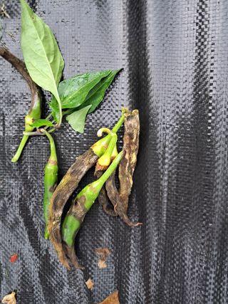 김용갑님의 자유주제 · 자유게시판 작성글 사진