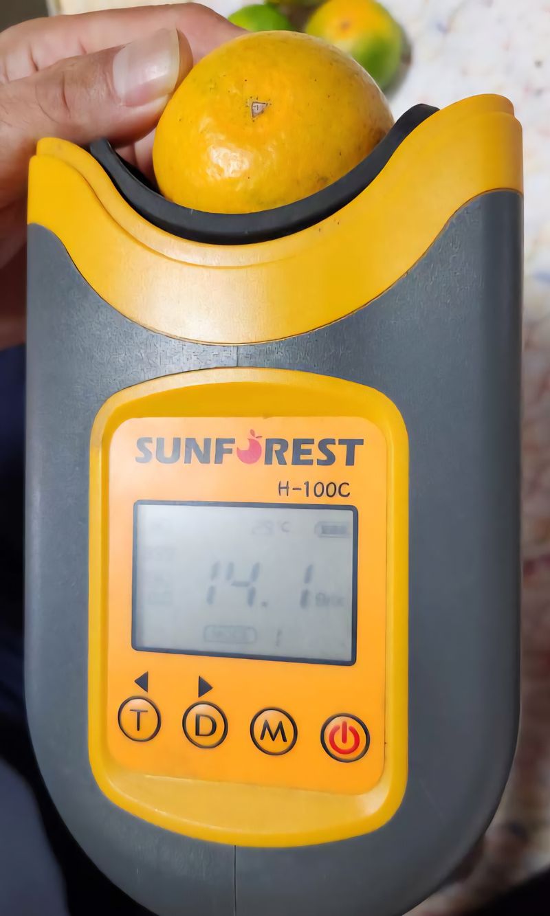 귤이랑님의 장터 판매 상품 [제주감귤 신품종 유라실생(그린향) 타이벡 귤] 첨부 사진