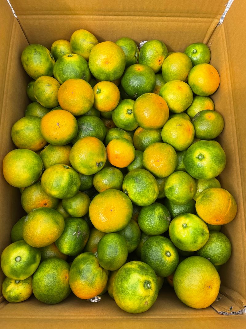 돌담님의 장터 판매 상품 [제주감귤 신품종 유라실생(그린향) 타이벡 귤] 첨부 사진