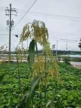 팜모닝 자유주제·자유게시판 게시글 이미지