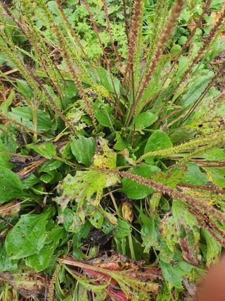 실로암농원님의 자유주제 · 자유게시판 작성글 사진