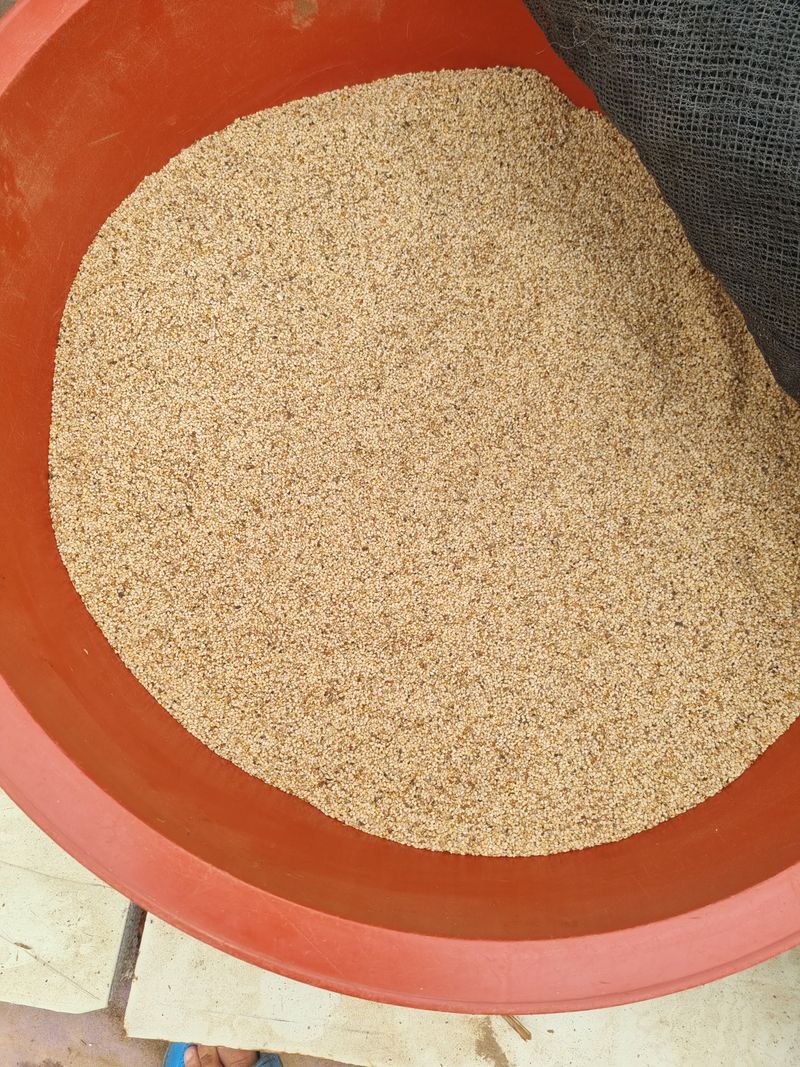 준영님의 장터 판매 상품 [참깨1kg] 첨부 사진