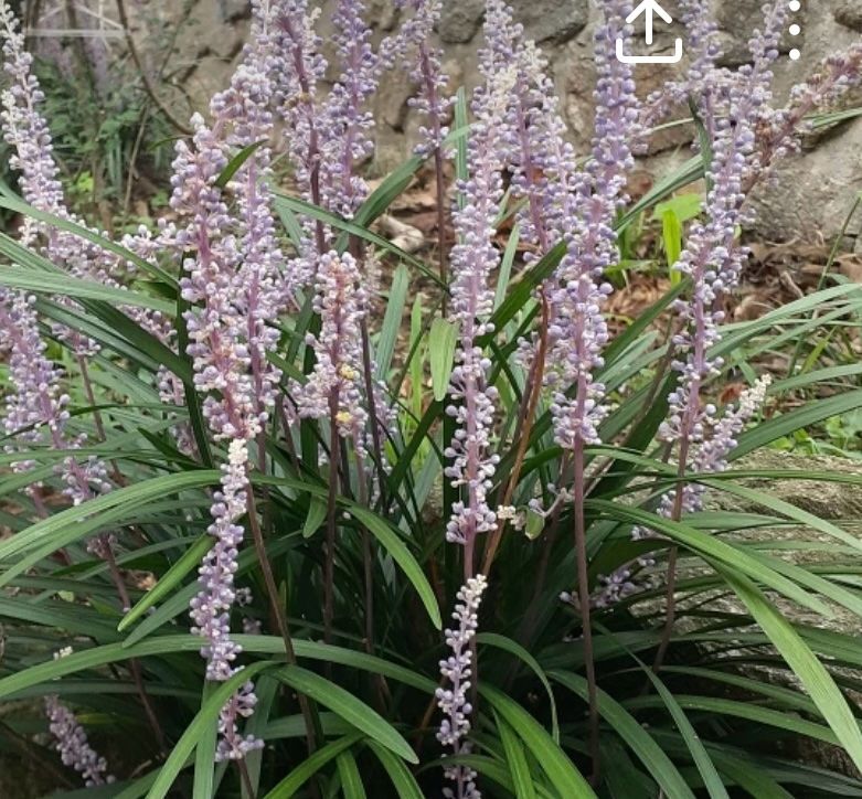 장터 상품 [가을꽃이 예쁜 맥문동 덩이 1개] 썸네일