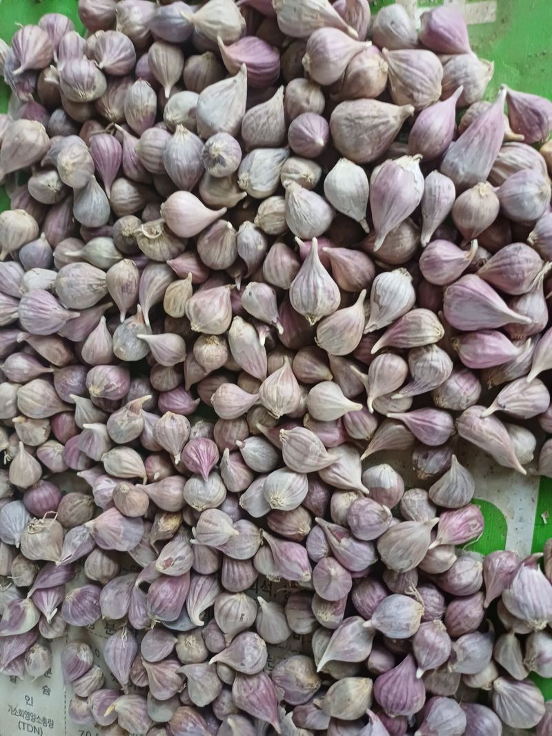 장터 상품 [통마늘(도야마늘)] 썸네일