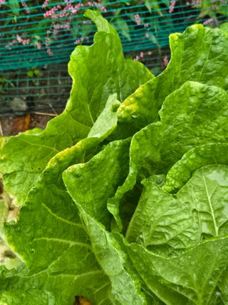 다육사랑 루루사랑님의 자유주제 · 자유게시판 작성글 사진