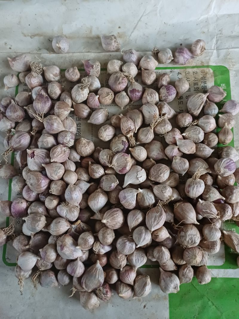 전원수님의 장터 판매 상품 [통마늘(도야마늘)] 첨부 사진