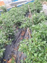 팜모닝 자유주제·자유게시판 게시글 이미지