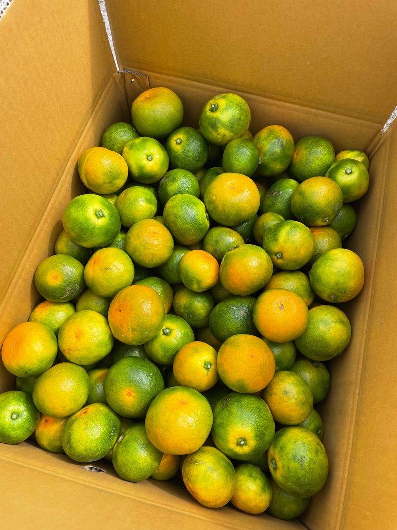 돌담님의 장터 판매 상품 [제주감귤 신품종 유라실생(그린향) 타이벡 귤] 첨부 사진