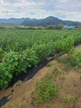 팜모닝 · 게시글 이미지