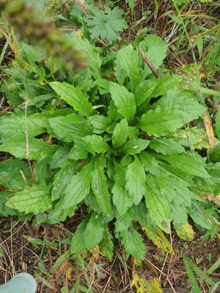 실로암농원님의 자유주제 · 자유게시판 작성글 사진