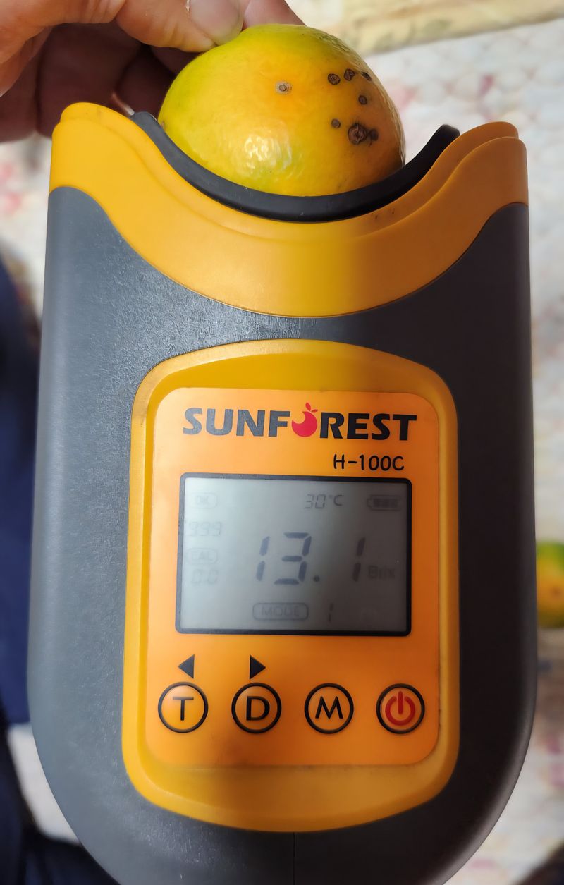 귤이랑님의 장터 판매 상품 [제주감귤 신품종 유라실생(그린향) 타이벡 귤] 첨부 사진