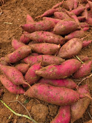 장안님의 작성글 사진