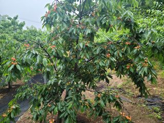 체리 김성자님의 작성글 사진