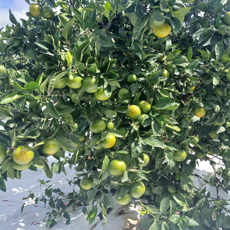 귤이랑님의 장터 판매 상품 [제주감귤 신품종 유라실생(그린향) 타이벡 귤] 첨부 사진