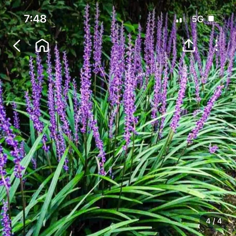 꿈 잇는 마을님의 장터 판매 상품 [가을꽃이 예쁜 맥문동 덩이 1개] 첨부 사진