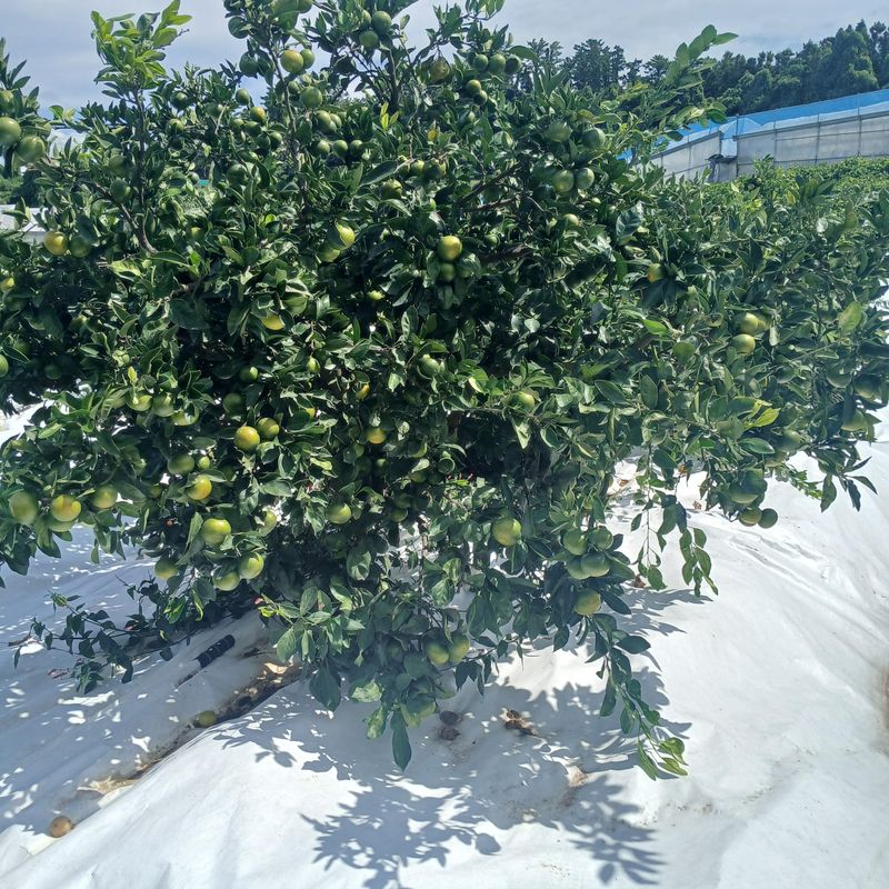 귤이랑님의 장터 판매 상품 [제주감귤 신품종 유라실생(그린향) 타이벡 귤] 첨부 사진