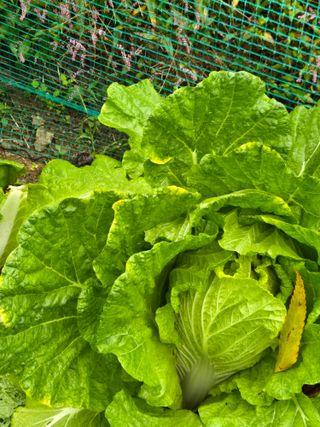 다육사랑 루루사랑님의 자유주제 · 자유게시판 작성글 사진