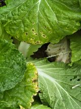 팜모닝 자유주제·자유게시판 게시글 이미지