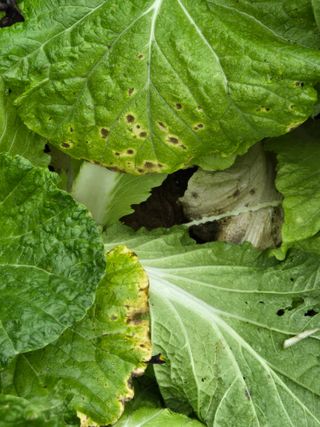 다육사랑 루루사랑님의 자유주제 · 자유게시판 작성글 사진